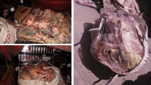 Decomisaron casi 2 toneladas de carne que intentaban ingresar en forma ilegal a la Patagonia