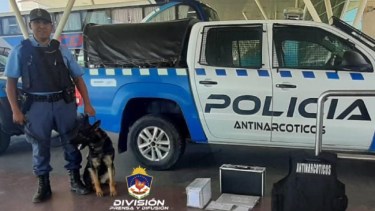 Emily, la perra antinarcóticos detectó una millonaria carga de droga en la terminal de Neuquén 