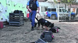 Emily, la perra antinarcóticos detectó una millonaria carga de droga en la terminal de Neuquén