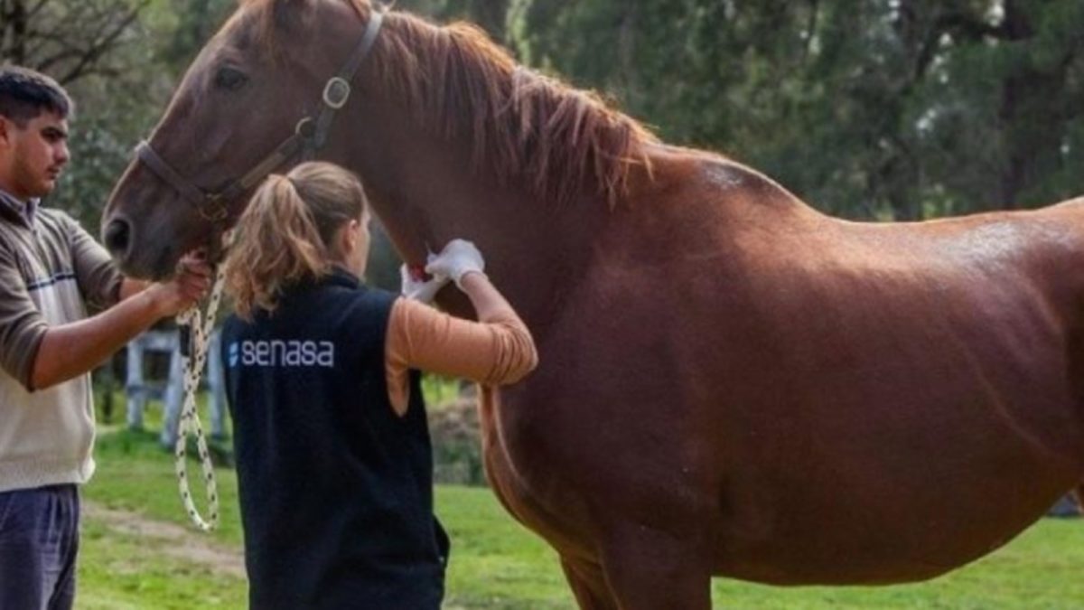 La enfermedad afecta sobre todo a los caballos y también puede transmitirse a las personas. Foto: Archivo. 