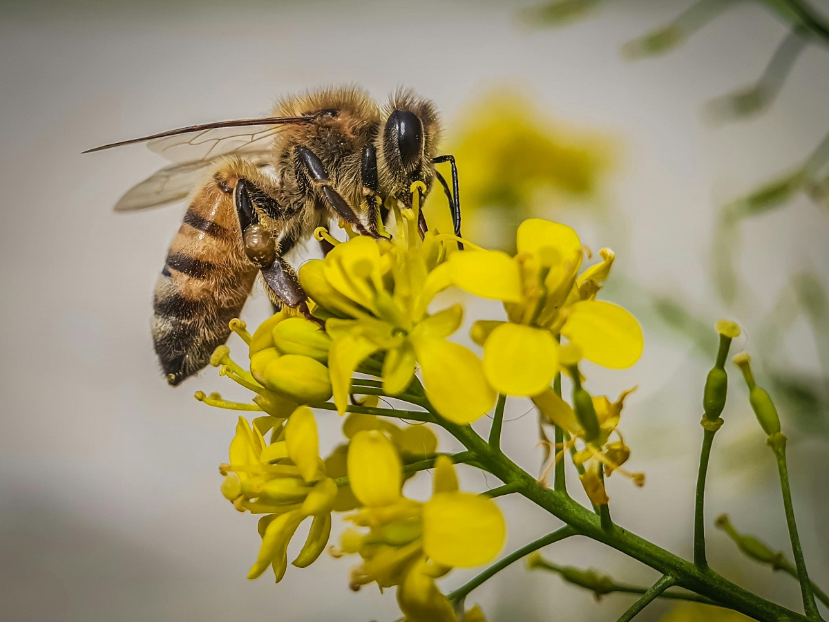 Las abejas melíferas tienen ojos compuestos que identifican patrones como la forma de los ojos y la nariz de una persona.
Crédito: Simion Catalin