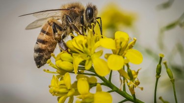 Las abejas melíferas tienen ojos compuestos que identifican patrones como la forma de los ojos y la nariz de una persona.
Crédito: Simion Catalin