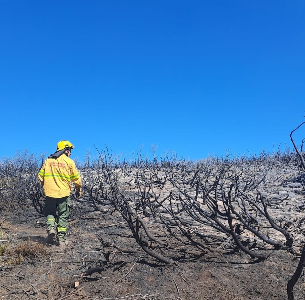 El incendio en el parque nacional Lanín, cerca del lago Rucachoroi lleva más de 24 horas 