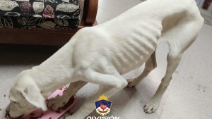 Rescataron a tres perros que eran víctimas de maltrato animal en Bajada del Agrio