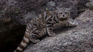 Registran en Neuquén un ejemplar de gato andino, una especie en peligro de extinción