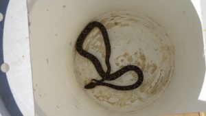 Apareció una serpiente Yarará en Regina: ¿qué debés hacer en caso de encontrar una similar?