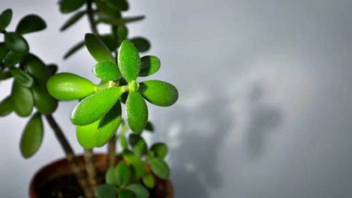 El árbol de jade es considerado una planta de buena suerte.-