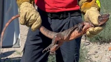 El lagarto colorado apareció en la ciudad de Choele Choel y se presume que pudo bajar de las bardas por el calor. 