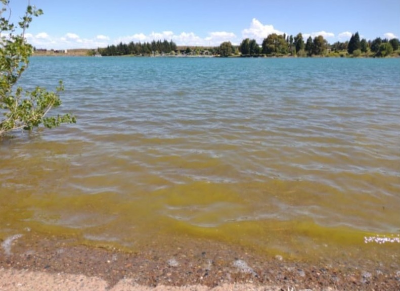 Emiten alerta máxima por la floración de algas contaminantes en varios lagos de Neuquén