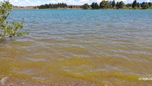 Emiten alerta máxima por la floración de algas contaminantes en varios lagos de Neuquén