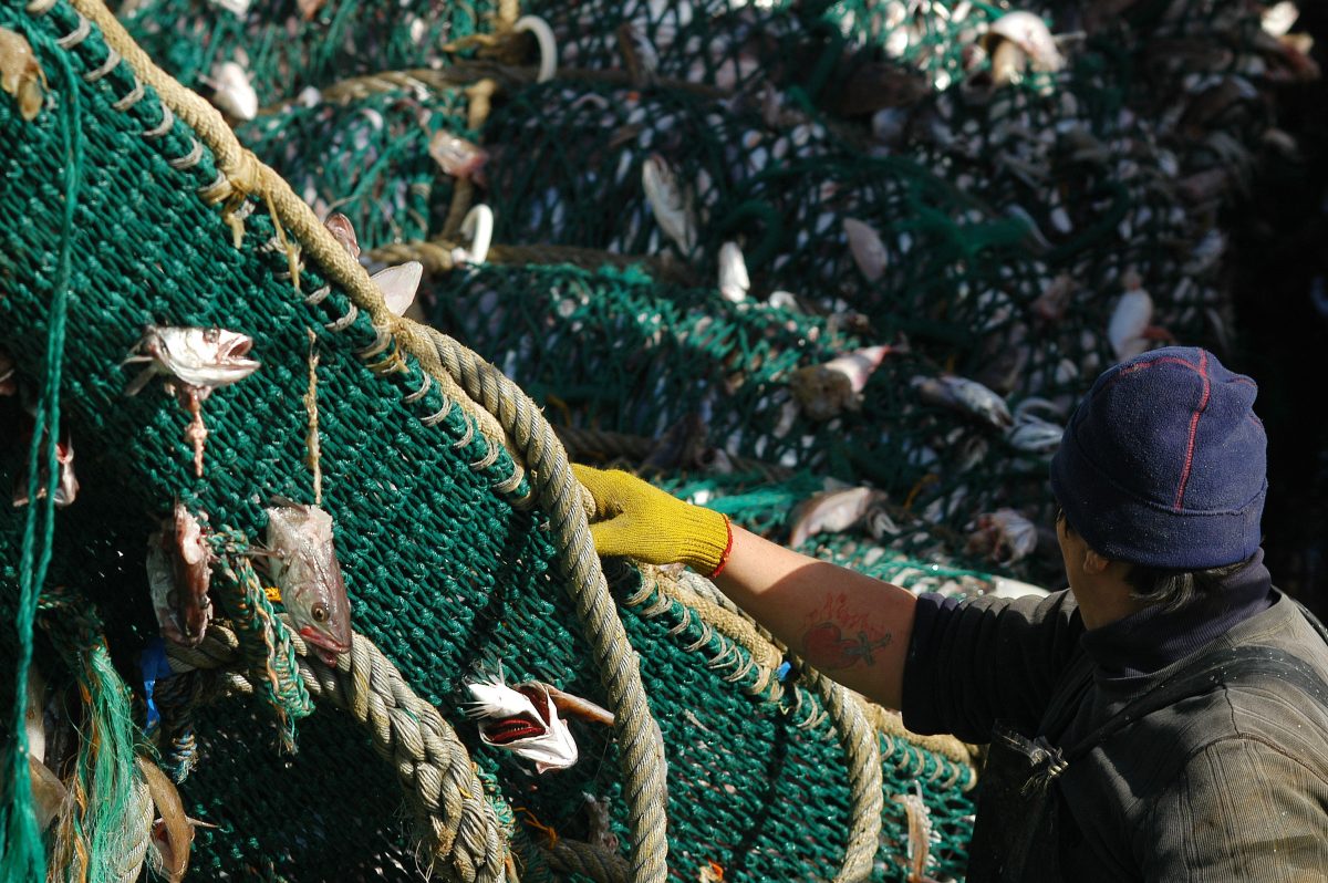 Pesca en Río Negro: la crisis del sector generó dudas sobre la disponibilidad de pescados para Semana Santa. Foto: archivo. Foto: archivo.