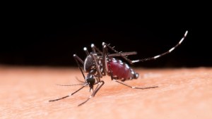 Dengue: por qué los mosquitos pican más a unas personas que a otras y cómo protegerse