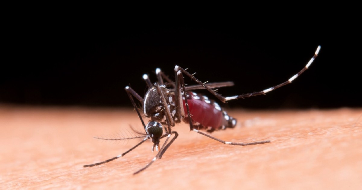 Dengue: por qué los mosquitos pican más a unas personas que a otras y cómo protegerse thumbnail