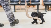 Imagen de Los perritos que entrenan en el aeropuerto de Ezeiza para descubrir a los narcos