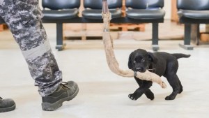 Los perritos que entrenan en el aeropuerto de Ezeiza para descubrir a los narcos