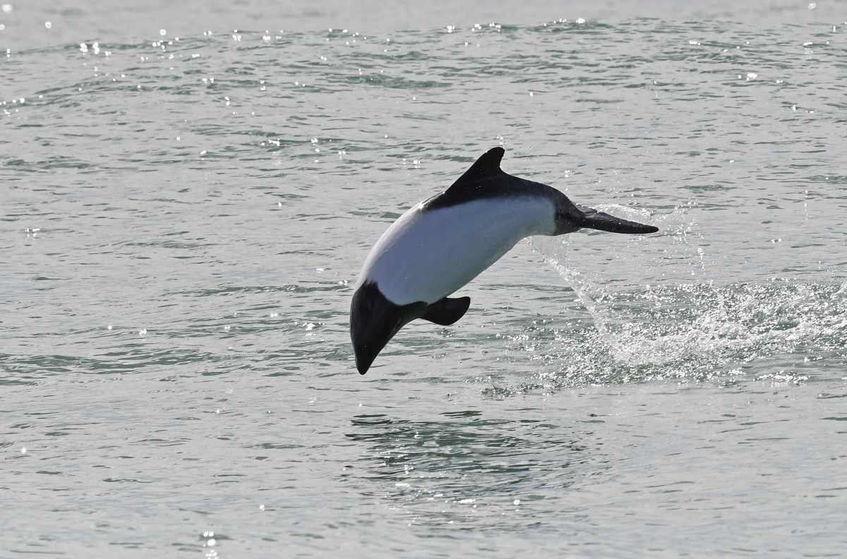 El blanco y negro de las toninas las distingue de cualquier otro delfín. Fotos: Alejandro Carnevale