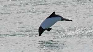 Conocé a las toninas, los delfines más hermosos y amigables en un paseo por el mar patagónico