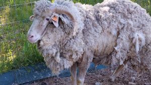 Crecen los casos de sarna ovina en el norte de la Patagonia: prácticas para prevenir el contagio