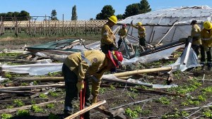 Combatientes de SPLIF de Conesa ayudan a productores afectados de Idevi tras el temporal