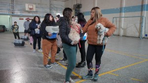 Robaron en el Club San Martín y el municipio de Cipolletti tuvo que suspender las castraciones