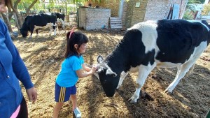 Raíces naturales, la chacra que produce lácteos de «vacas felices» en Río Colorado