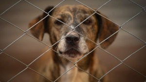 Un refugio para «perros viejos» busca crear conciencia sobre la adopción responsable