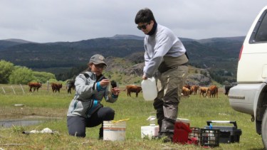El estudio estuvo a cargo de investigadores del Conicet en el Centro de Investigación Esquel de Montaña y Estepa Patagónica (Ciemep). Foto: gentileza