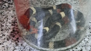 Una serpiente venenosa mordió a gente en Centenario y armaron un operativo para salvarlas
