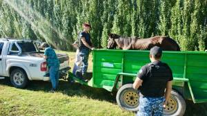 Rescataron a un caballo que estaba desnutrido y abandonado en Fernández Oro