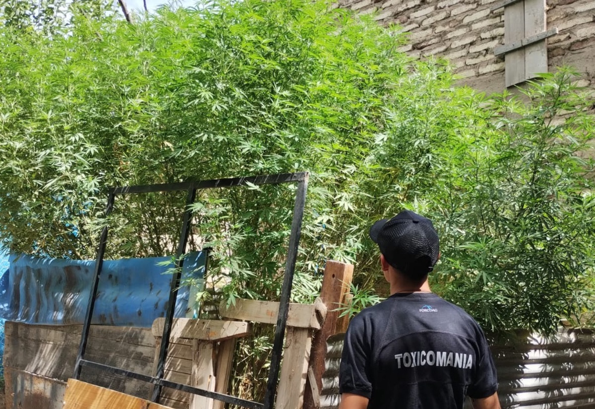 Durante un allanamiento secuestraron más de 30 plantas de marihuana. Foto: Gentileza.