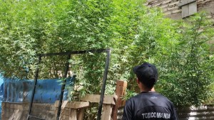 Desarticularon varios kioscos narco en el Alto Valle: secuestraron más de 30 plantas de marihuana