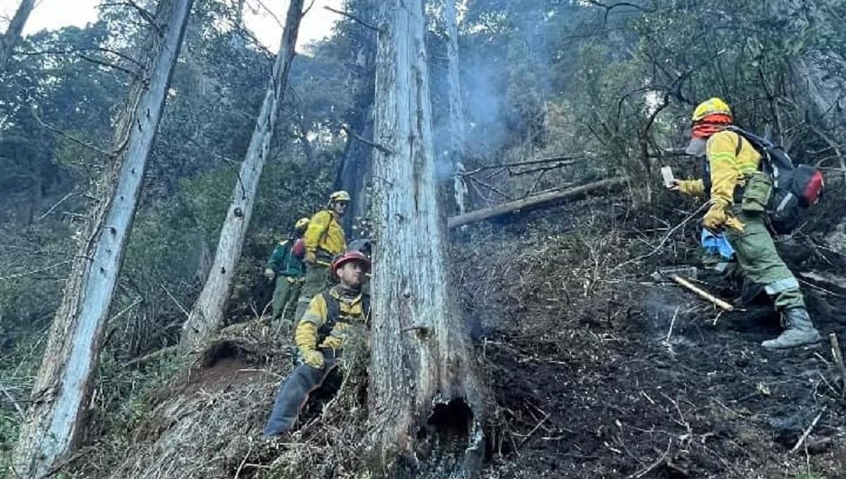 Incendio en el parque Nahuel Huapi: continúan los trabajos y advierten por la caída de árboles de gran tamaño