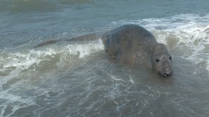 Video | Pescadores fueron sorprendidos por la presencia de un elefante marino en San Blas