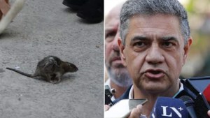 Jorge Macri vivió un momento insólito durante una nota: apareció una rata y estallaron los memes