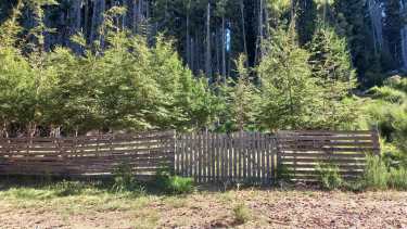 El arboretum de Isla Victoria tiene más de cien especies de todos los lugares del mundo. Foto: gentileza