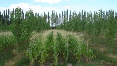 Norte de la Patagonia. Durante las últimas dos décadas ha disminuido la superficie ocupada por montes frutales destinados a la producción de frutas de pepita.
