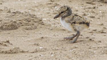 Los ostreros, de pichones, no vuelan. Si se sienten amenazados se "aplastan" pegándose al suelo. Debido a esto, pocos sobreviven durante el verano, porque los vehículos que circulan por la costa los atropellan