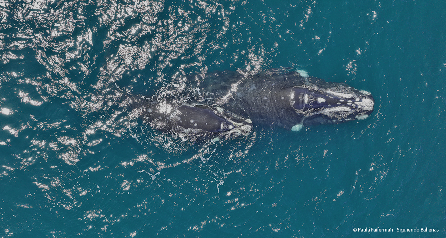 Foto: Instituto de Conservación de Ballenas | ballenas.org.ar