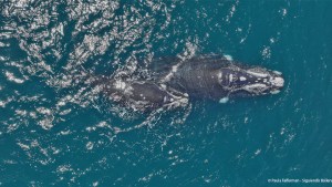 Se reencontraron con cuatro ballenas francas australes que eran monitoreadas en Chubut