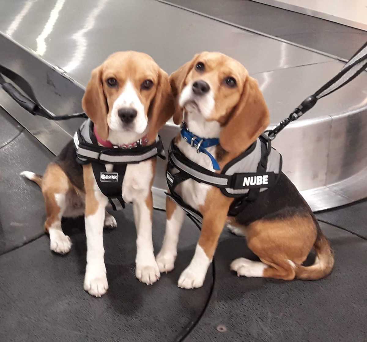 Nube y Brisca, las perras Beagle de Senasa entrenando en el aeropuerto de Bariloche