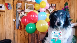 Video | Pipo, el perro «motoquero»: estaba tirado en una zanja, lo salvó y ahora festeja 14 años a su lado