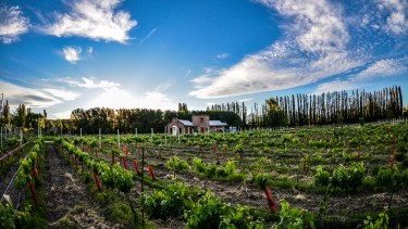 Des De La Torre: la bodega de Chos Malal que elabora el vino que toma el Papa Francisco