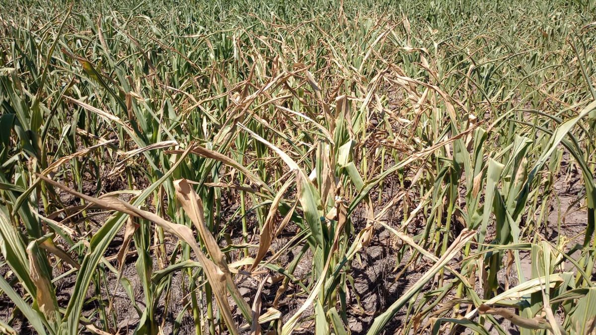 Chau súpercosecha: por la ola de calor, recortan estimaciones para maíz y soja. Foto: gentileza Infobae.