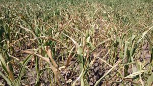 Chau súpercosecha de soja y maíz: se liquidarán menos agrodólares por la ola de calor
