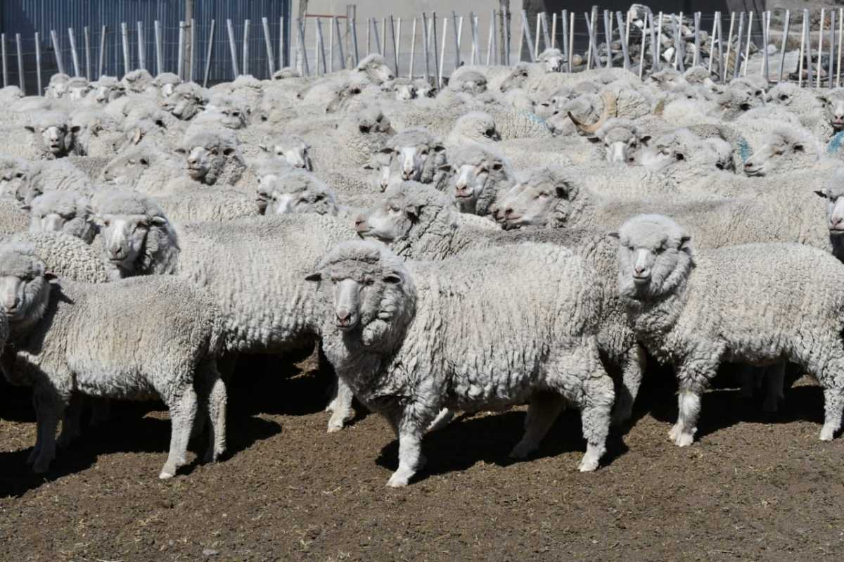 La lana de las ovejas rionegrinas son de alta calidad y un 90% de exportación.Foto Archivo