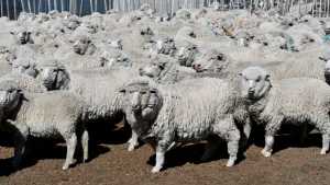 La ganadería ovina con nuevos desafíos en Río Negro