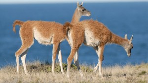 Iban en bici por la ruta 41 en la Patagonia, se cruzaron con los guanacos y no olvidarán lo que vieron
