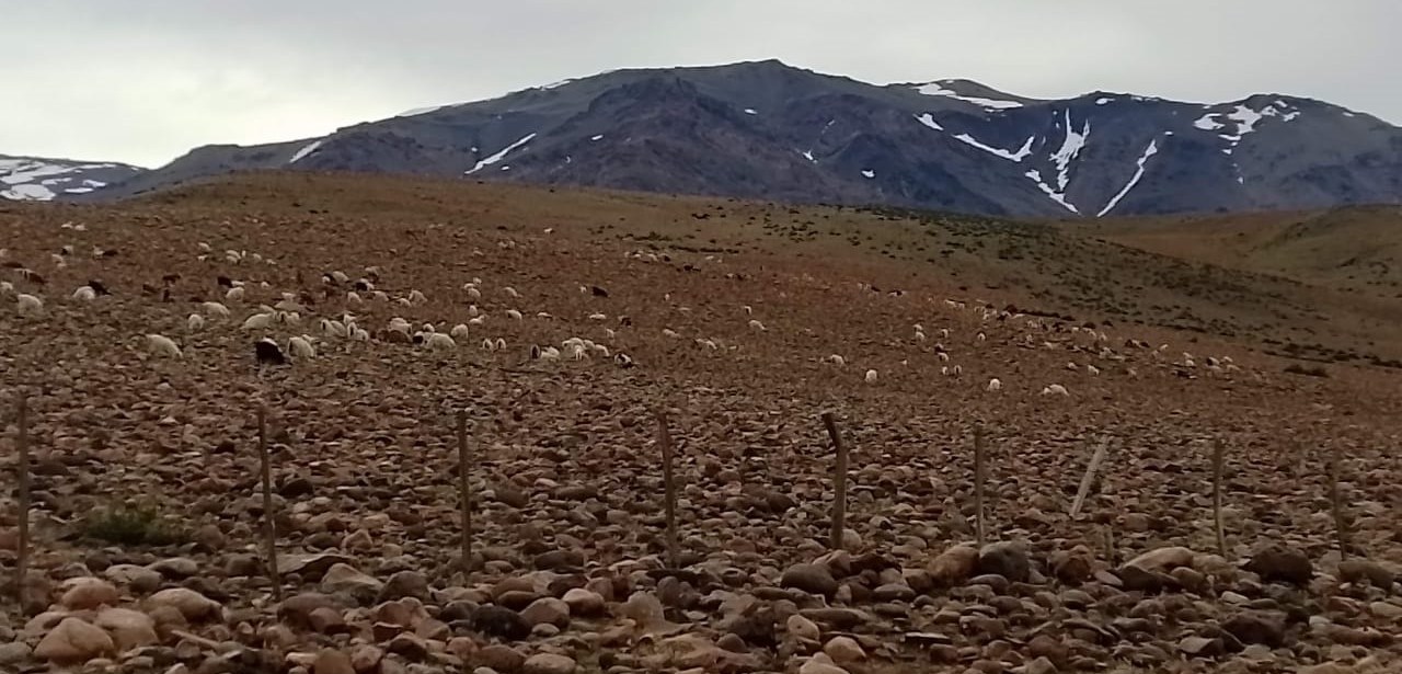El gran aporte que puede hacer el pastoreo regenerativo contra la erosión en el norte neuquino