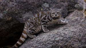 A dos décadas del hallazgo del gato andino celebran su conservación en la Patagonia