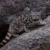 Imagen de A dos décadas del hallazgo del gato andino celebran su conservación en la Patagonia